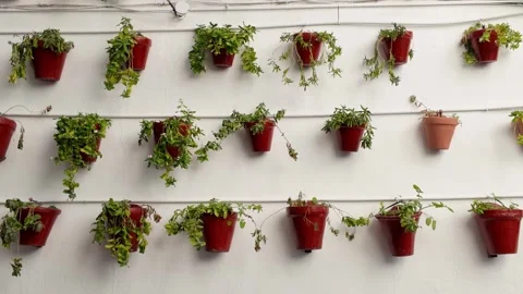 Rows of flower pots against a white wall in Cordoba Stock Footage 296246810