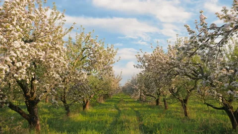 Rows of flowering apple trees in the garden at spring time Stock Footage 154468443