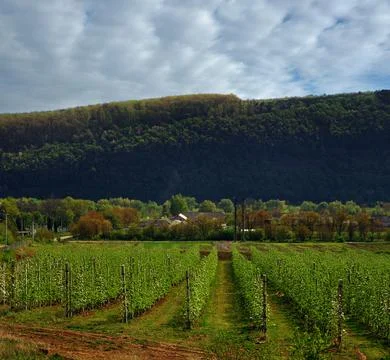 Rows of flowering fruit trees in a spring garden plantation Stock Photos