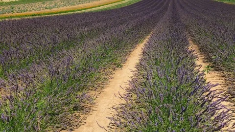 Rows of flowering garden lavender, calendula aside, flying butterflies and bees Stock Footage 93307722