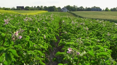 Rows of flowering green potato plants with purple blossoms stretch across a.. Stock Footage 321918078