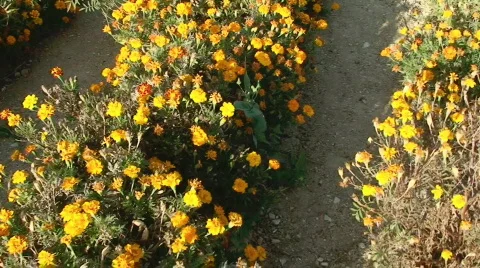 Rows of Flowers Stock Footage 284786