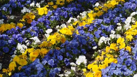 Rows of Flowers Stock Photos