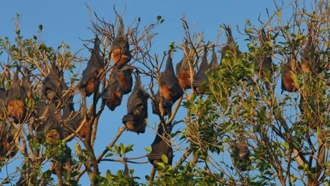 Rows of flying foxes hanging from tree in South Australia Video stock 302795644