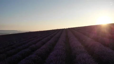 Rows of fragrant lavender in colorful summer fields on a sunny day. Stock Footage 135063671