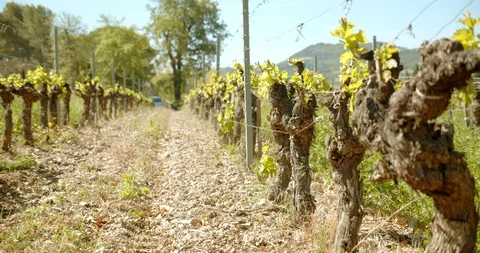 Rows of French Grape Vines Stock-Footage 129788885