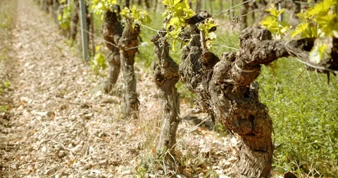 Rows of French Grape Vines Stock-Footage 129788913