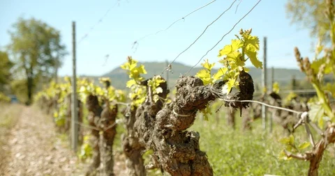 Rows of French Grape Vines Stock-Footage 129788937