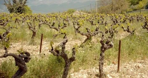 Rows of French Grape Vines Stock-Footage 129789032