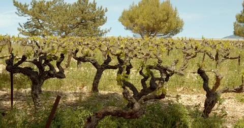 Rows of French Grape Vines Stock-Footage 129789094