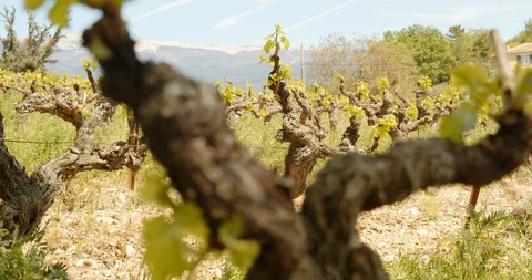 Rows of French Grape Vines Video stock 129789096