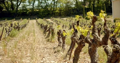 Rows of French Grape Vines Stock-Footage 129789099