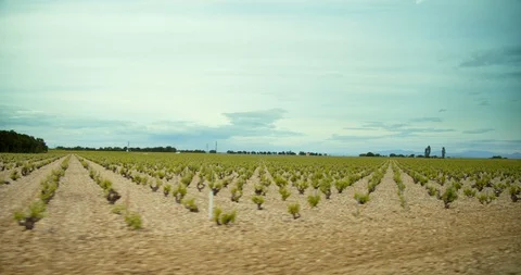 Rows of French Grape Vines Stock-Footage 129789202