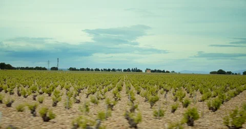 Rows of French Grape Vines Stock-Footage 129789211