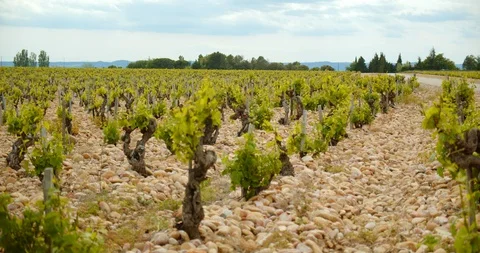 Rows of French Grape Vines Stock-Footage 129789259