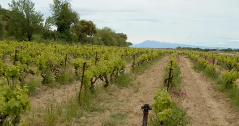 Rows of French Grape Vines Stock-Footage 129789323