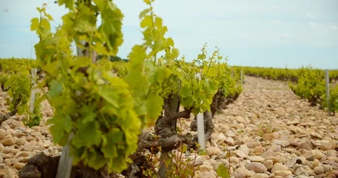 Rows of French Grape Vines Stock-Footage 129789359