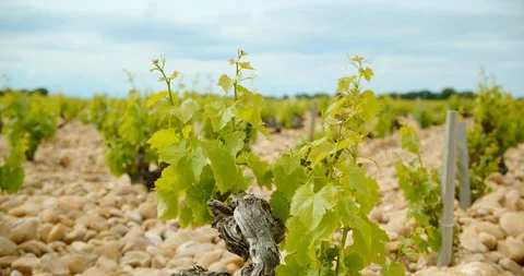 Rows of French Grape Vines Stock-Footage 129789439