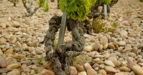 Rows of French Grape Vines Stock-Footage 129789452