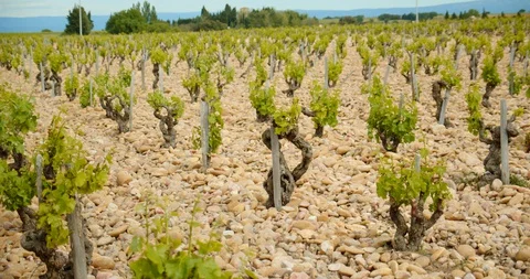 Rows of French Grape Vines Stock-Footage 129789463
