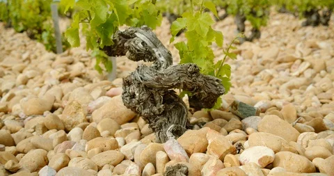 Rows of French Grape Vines Stock-Footage 129789704