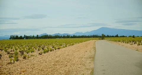 Rows of French Grape Vines Stock-Footage 129789892