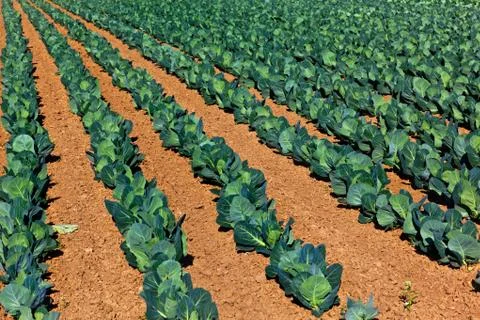 Rows of fres cabbage plants Stock Photos