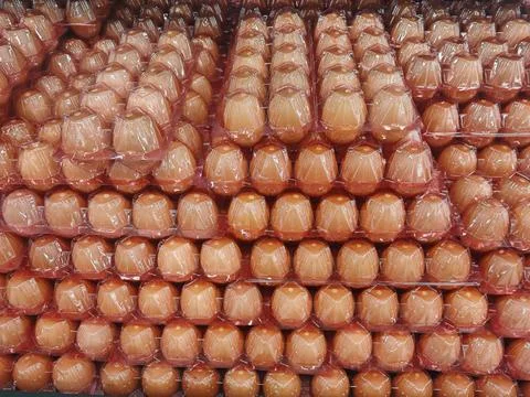 Rows of Fresh Brown Eggs in Clear Plastic Protective Packaging Foto stock
