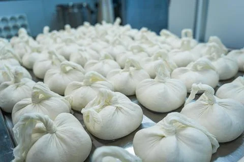 Rows of fresh cheese shapes inside an empty dairy plant on aluminium shelves, Foto stock