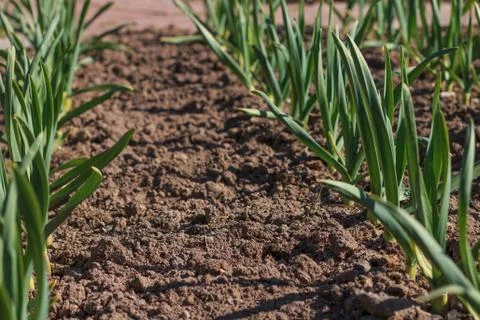 Rows of fresh common bulb onion growing Stock Photos