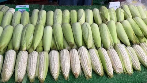 Rows of Fresh Corn Displayed at an Outdoor Dandong Market Stock Footage 340176009