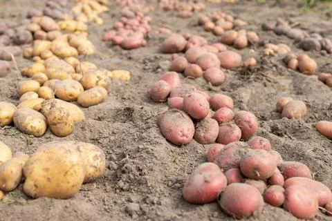 Rows of fresh digged out the ground potato in the garden Stock Photos