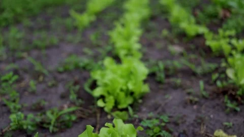 Rows of fresh green lettuce growing in fertile soil on a cloudy day Stock Footage 337104476