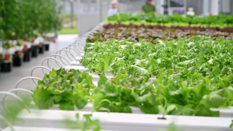 Rows of fresh green lettuce growing in modern hydroponic greenhouse agricul.. Stock Footage 339791872