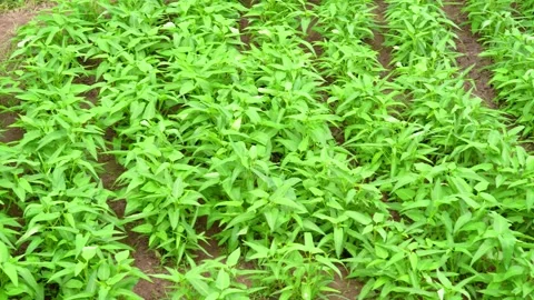 Rows of fresh green water spinach growing in a rural vegetable garden plot Stock Footage 342217239