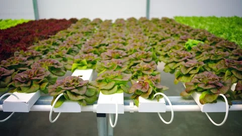 Rows of fresh red and green lettuce growing in a modern hydroponic system i.. Stock Footage 339792101