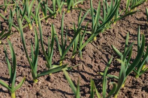 Rows of fresh small common bulb onion sitting in soil Stock Photos