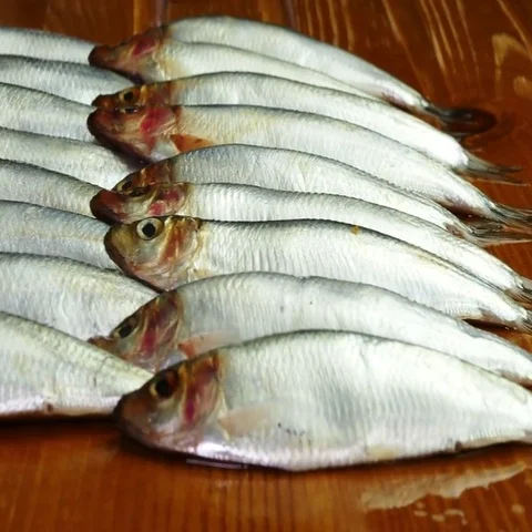 Rows of fresh sprats on display. Vídeos de archivo 69536108