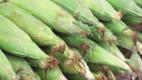 Rows of fresh sweet corn on the cob. Panning motion Stock Footage 337949833