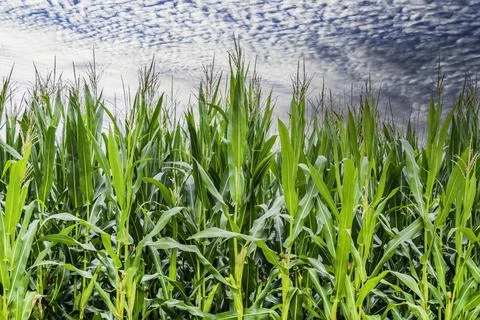 Rows of Fresh Unpicked Corn with Green Field on Blue Sky Background Stock Photos