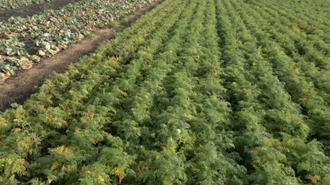 Rows of fresh vegetables in a farm field, showcasing the transition from Vídeo Stock 332724075