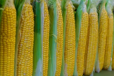 Rows of fresh yellow corn cobs with green husks arranged for sale at a loca.. Stock Photos