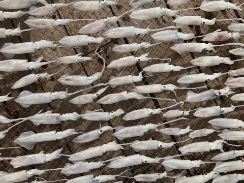 Rows of freshly dried squid, laid across wooden racks by the house deck Stock-Fotos