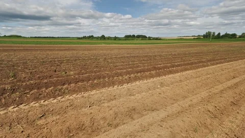 Rows of freshly planted potatoes on potato field in spring, panoramic view Stock Footage 246304585
