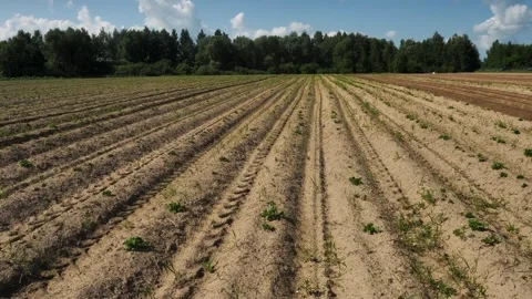 Rows of freshly planted potatoes with young potato sprouts, close-up. Drone view Stock Footage 245294408