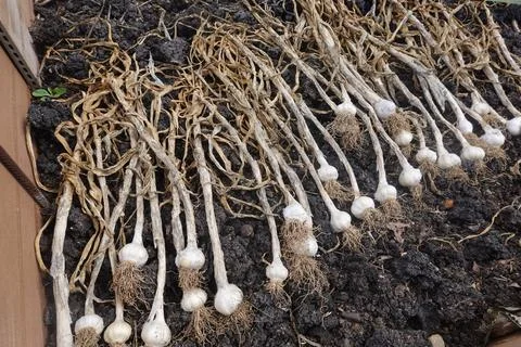 Rows of freshly pulled garlic bulbs with dry stems and roots resting on ric.. 库存照片