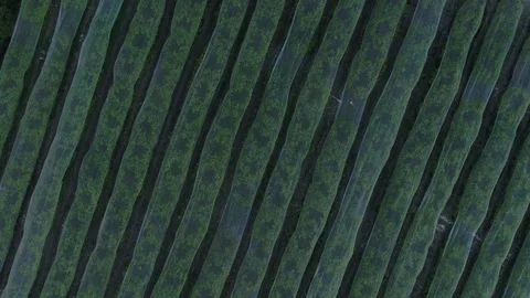 Rows of fruit trees Stock Footage 126944956