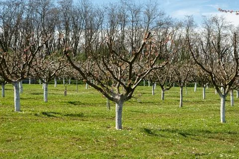 Rows of fruit trees in garden with spent apricot flowers Фото