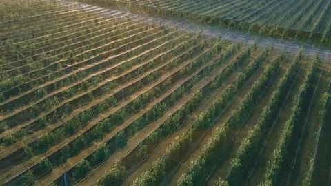 Rows of fruit trees under a shade net Stock Photos