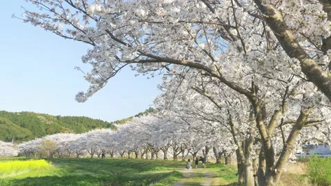 Rows of full-blooming cherry blossom trees and happily cheerful family in sunny Stock Footage 151274037